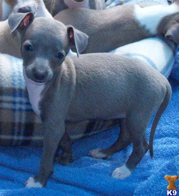 Italian Greyhound Puppies